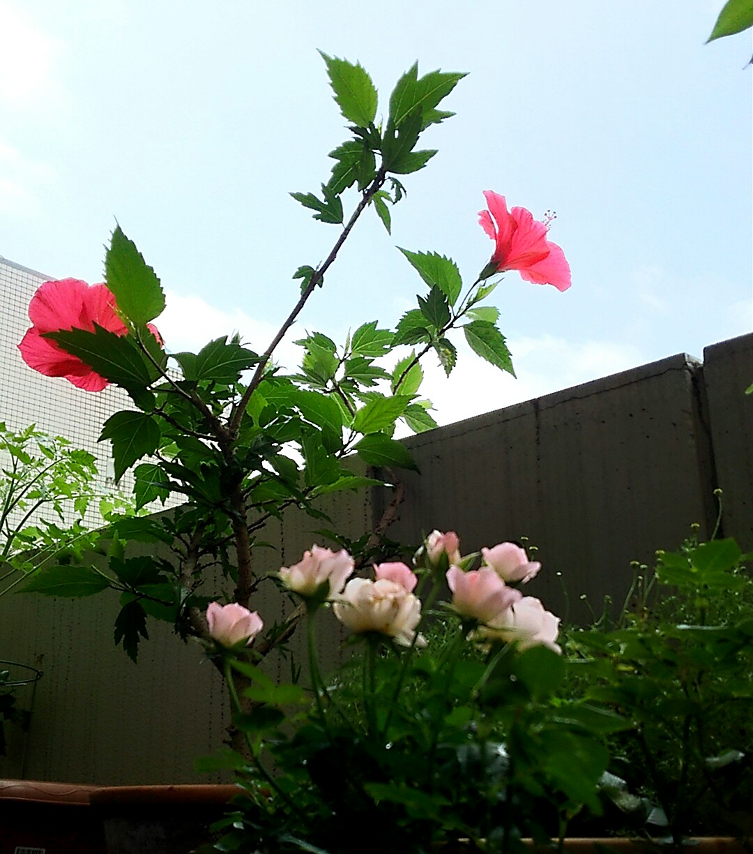 すっかり夏の風情です!!_f0218886_1031113.jpg