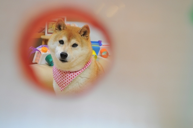 カメラ屋さん_a0126590_23241875.jpg