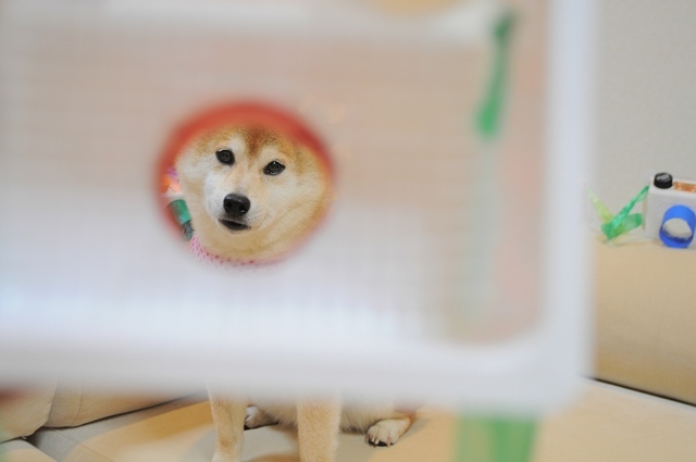 カメラ屋さん_a0126590_23242642.jpg