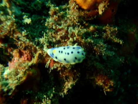 e0115199_15464053.jpg