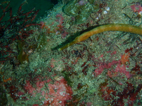 e0115199_15482944.jpg