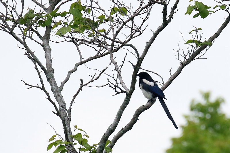 夏の北海道16カササギ 比企丘陵の自然