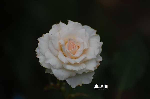 Ｍｙ 　Ｒｏｓｅ　　Ｇａｒｄｅｎへの　ご招待－83－_d0030609_22163892.jpg