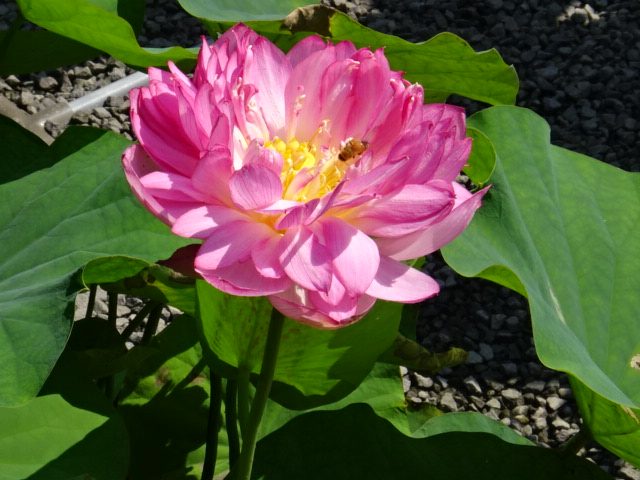 花蓮の寺・西福寺のハスの花…2016・7・5_f0231709_1522029.jpg