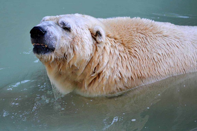 アルゼンチン・メンドーサ動物園のアルトゥーロが逝く ～ アルゼンチン最後のホッキョクグマの死_a0151913_02427.jpg