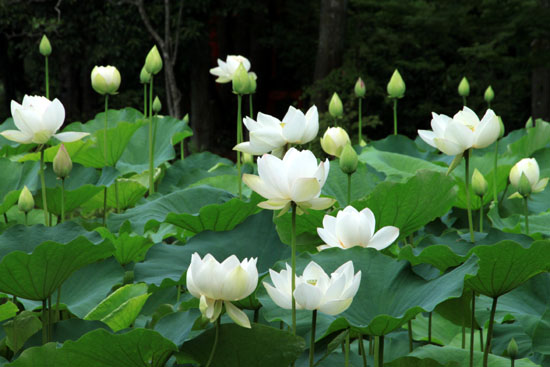 府立植物園　ハス満開_e0048413_2136057.jpg