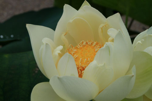 府立植物園 ハス満開_e0048413_21365683.jpg