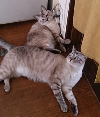 猫がやらかしてくれました!(岡)_f0354314_16384162.png