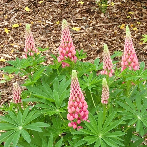 c0208524_05173612.jpg