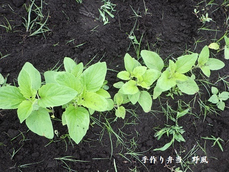 【金胡麻栽培奮闘記 その2】金胡麻の間引きと除草 - 手作り弁当　野風