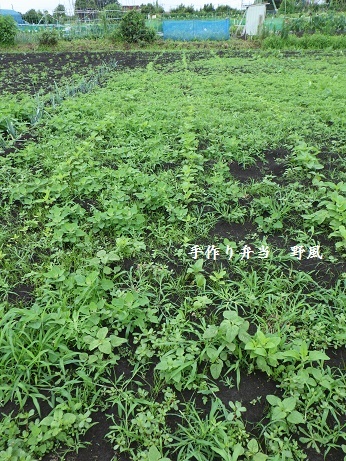 金胡麻栽培奮闘記 その2 金胡麻の間引きと除草 手作り弁当 野風