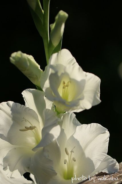 e0052135_22471144.jpg