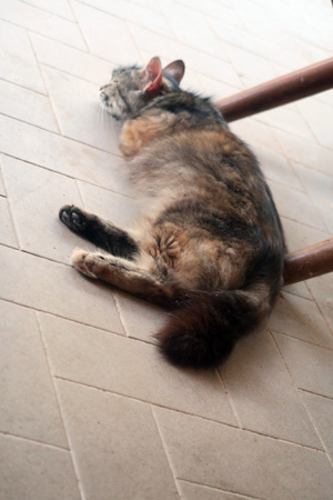 猛暑と猫と起こしてごめん_f0234936_730242.jpg