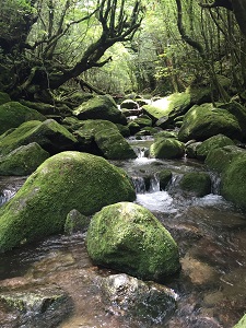屋久島～白谷雲水峡_f0233340_14515670.jpg