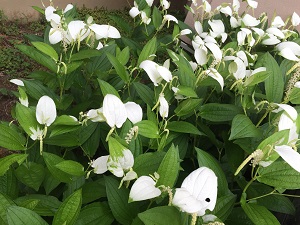 f0233340_1643313.jpg