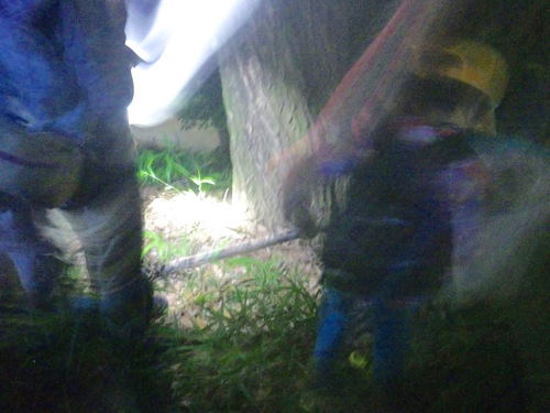 7月2日、夜間採集_a0220846_13233888.jpg