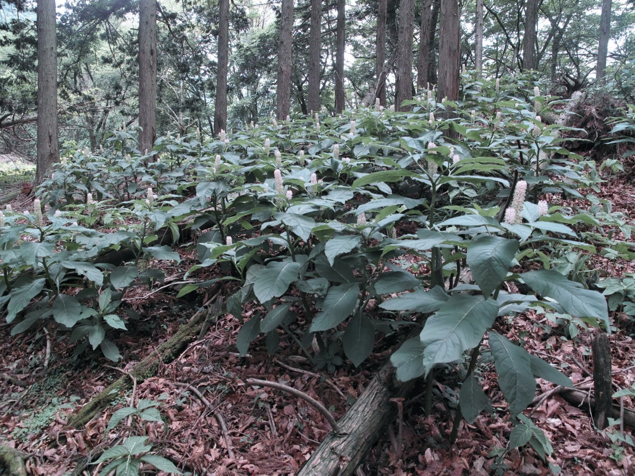 武川岳でトウゴクシソバタツナミソウを探索_c0008948_1024523.jpg