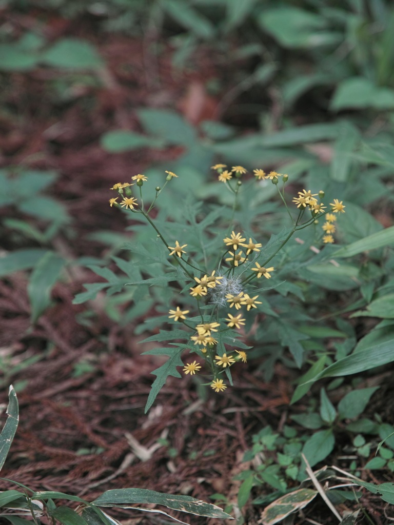 武川岳でトウゴクシソバタツナミソウを探索_c0008948_942151.jpg