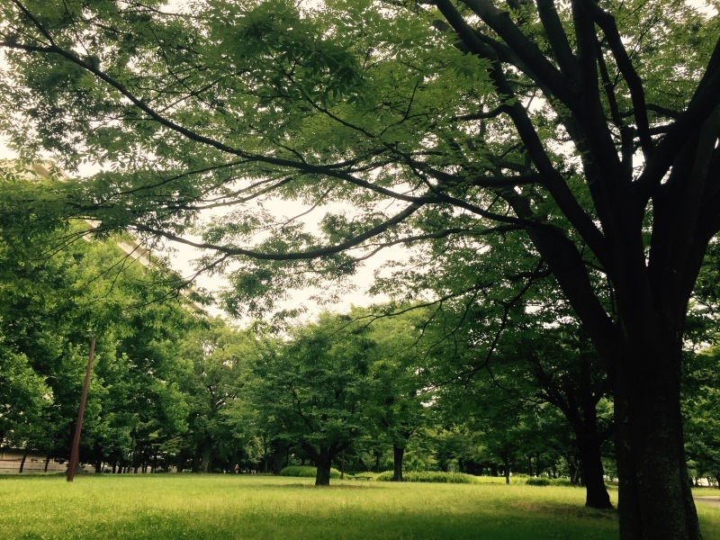 中央公園は緑_a0235452_14140283.jpeg