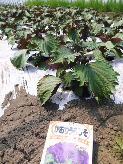 無農薬・無化学肥料で育てた『熊本産しそ』大好評発売中!_a0254656_2063073.jpg