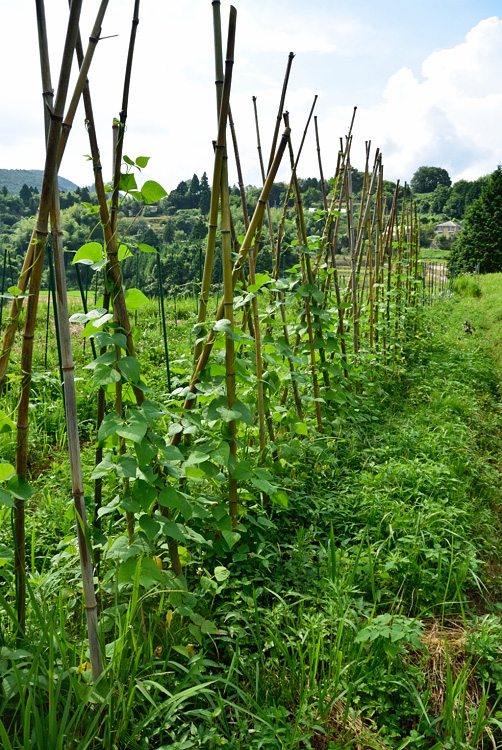 夏の野菜たち_d0231263_2342872.jpg
