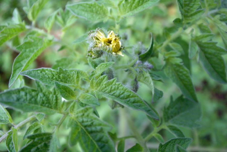 夏の野菜たち_d0231263_235816.jpg