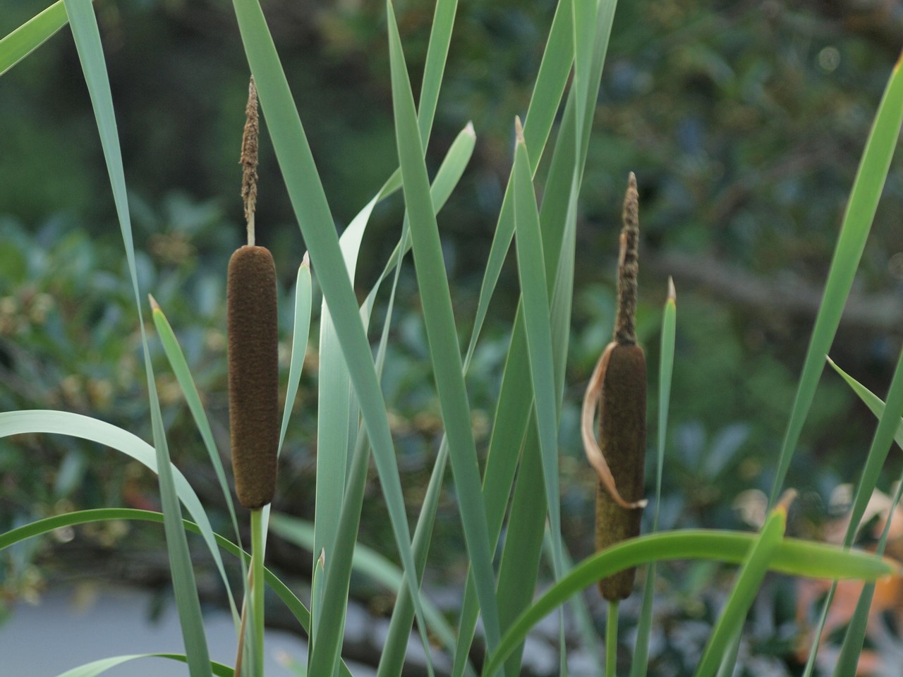 蒲 ガマ の穂と珊瑚刺桐 サンゴシトウ の花等 市内散策の花達 自然風の自然風だより