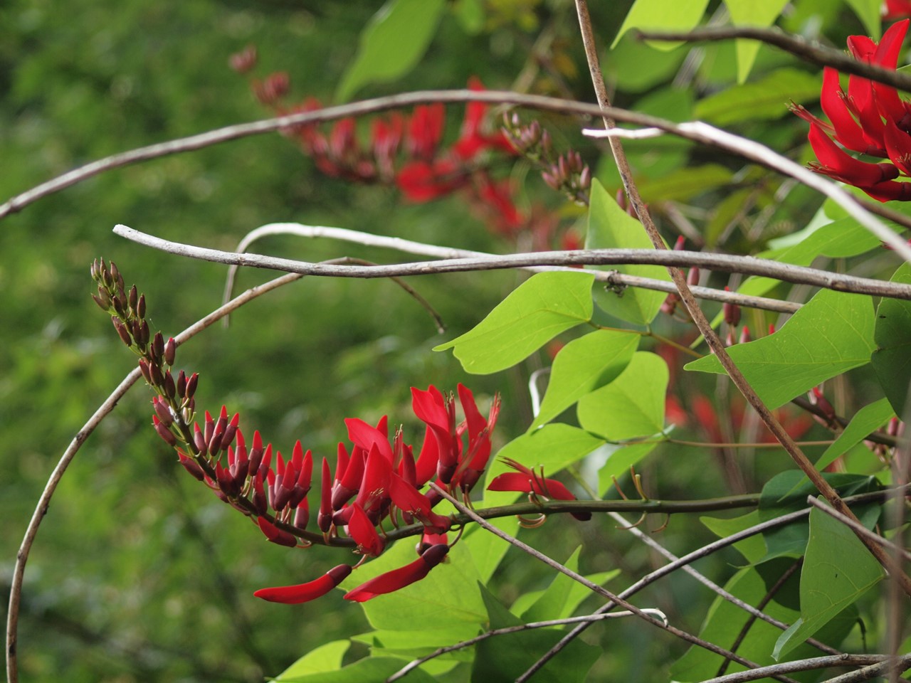 禊教 JapaneseClass.jp