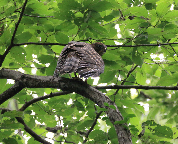 オオタカ幼鳥_b0227680_20102128.jpg