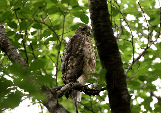 オオタカ幼鳥_b0227680_2084355.jpg