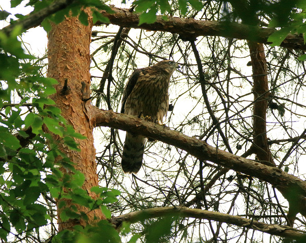 オオタカ幼鳥_b0227680_2093686.jpg