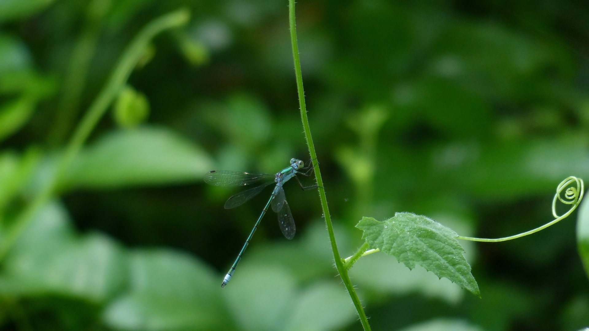 昆虫の森シリーズ　糸蜻蛉たち_a0185081_1142013.jpg