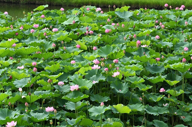 小畔川便り（ギンイチモンジセセリ:2016/6/30・7/1）_f0031682_22575033.jpg