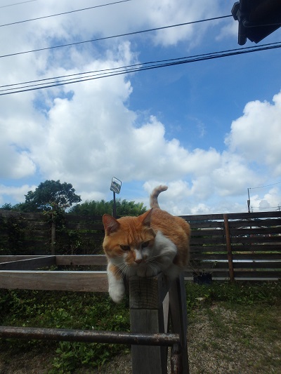 午後から釣行 (崎戸)_d0195183_23103664.jpg