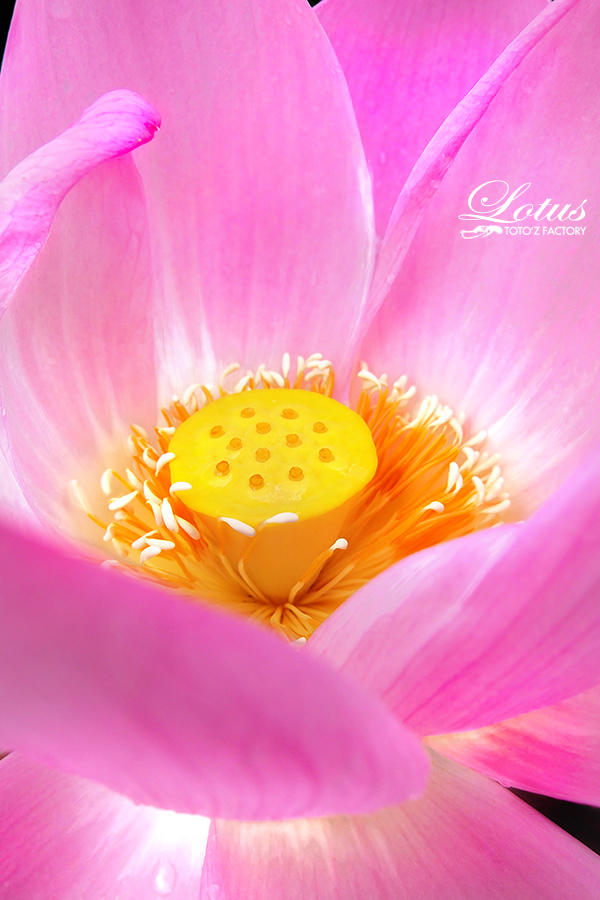 Lotus_a0034287_21115773.jpg
