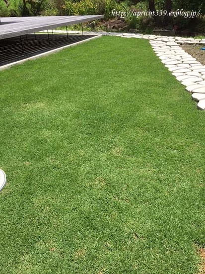 芝生張りから1ヶ月半 初めての芝刈り シンプルで心地いい暮らし 芝生張りから1ヶ月半 初めての芝刈り シンプルで心地いい暮らし
