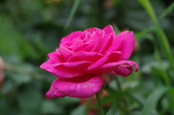 宴の後に　～　井頭公園の薔薇　Ⅰ_b0356401_21040948.jpg