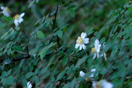 e0304001_22484797.jpg