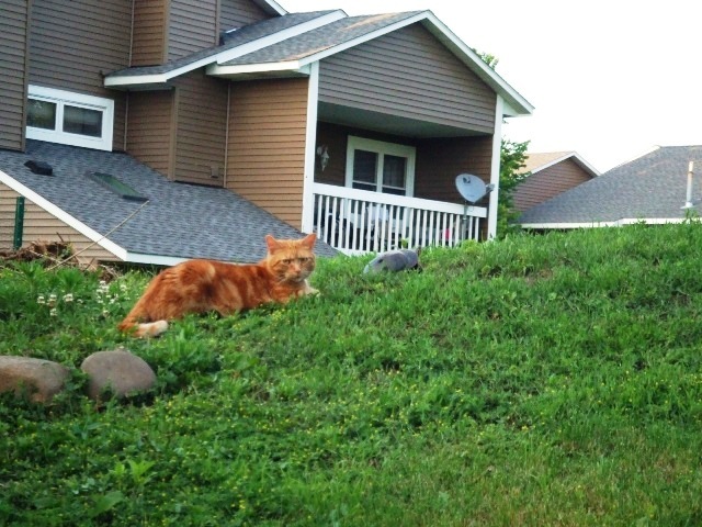 Cat and Tortoise_c0062603_11165962.jpg