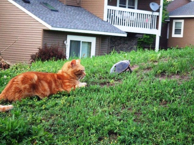 Cat and Tortoise_c0062603_11171142.jpg