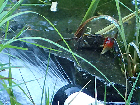 夏至の頃のビオトープ_b0186205_14343405.jpg
