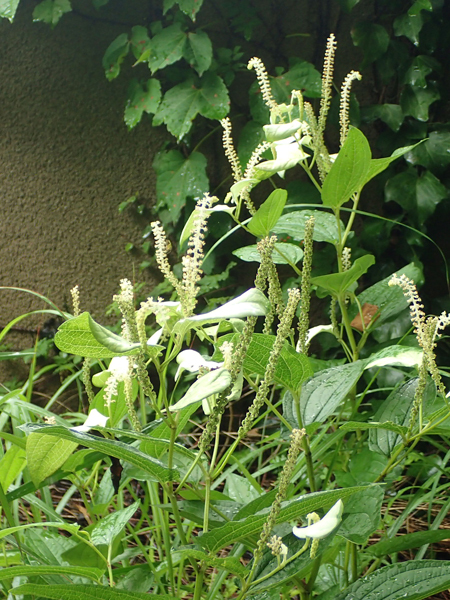 夏至の頃のビオトープ_b0186205_14563095.jpg