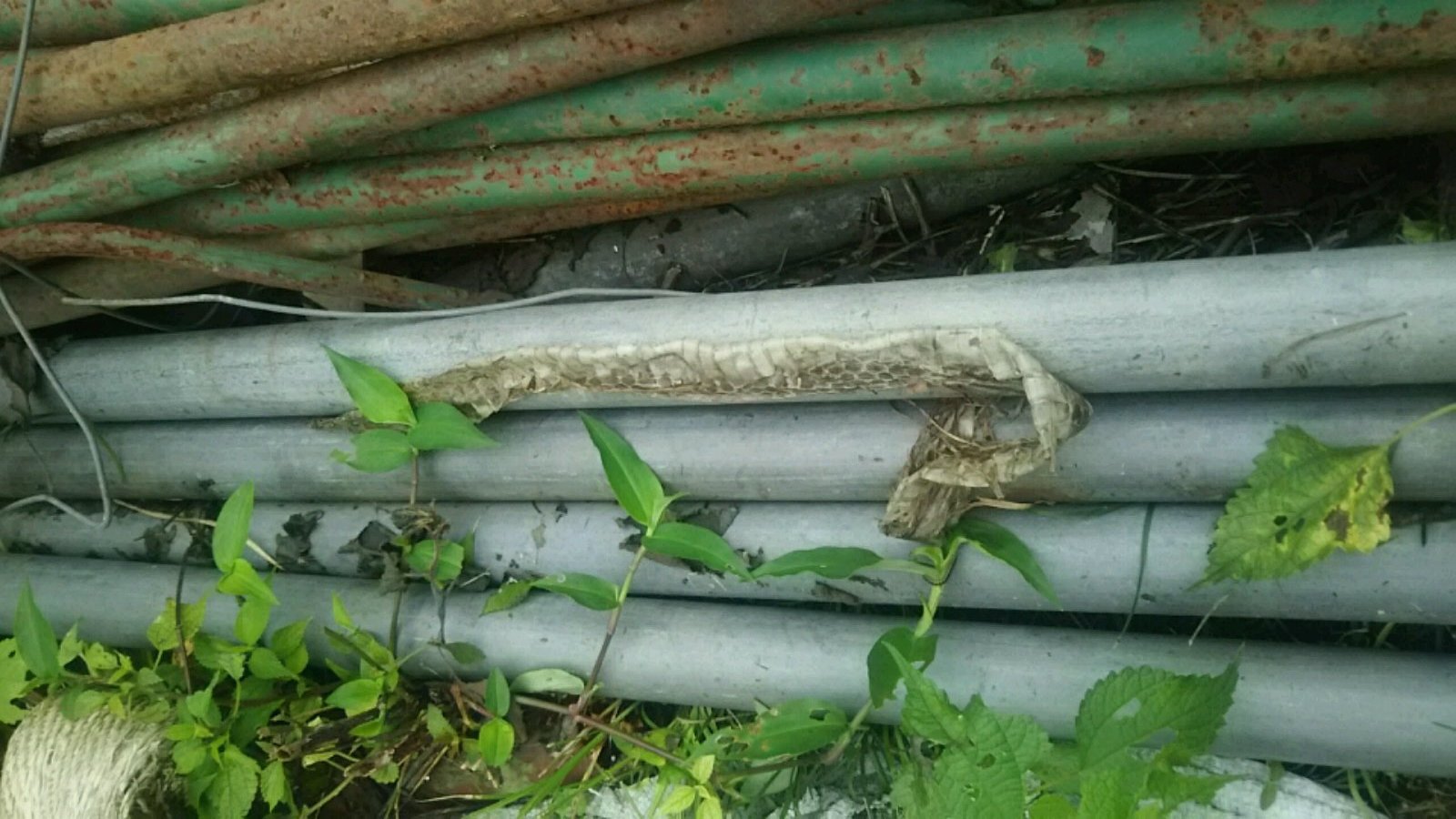苦手な生き物_d0262605_2257413.jpg