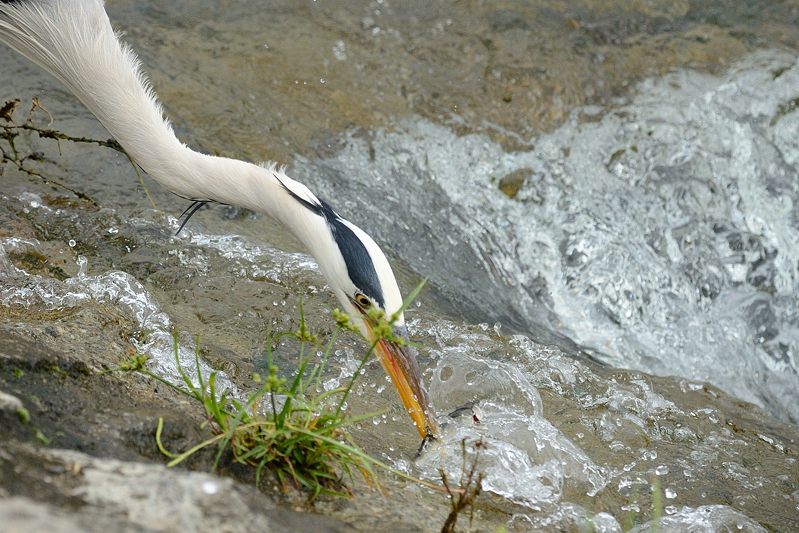 鴨川のサギ2016・始動~!!!_f0032011_1829202.jpg