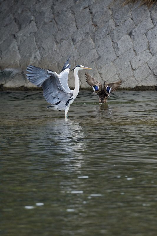 鴨川のサギ2016・始動~!!!_f0032011_1829550.jpg