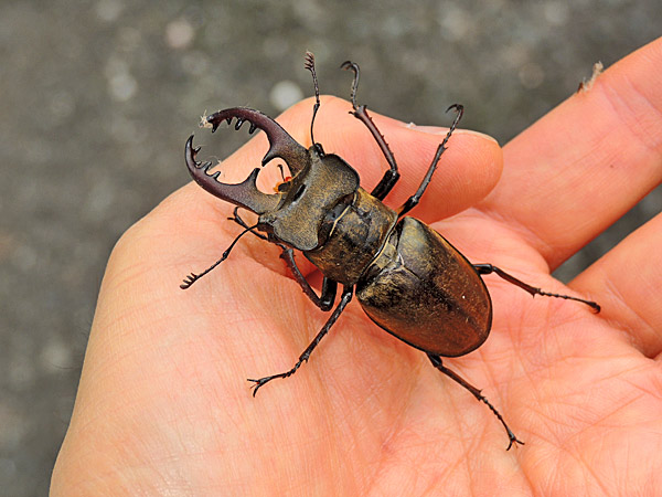 ミヤマクワガタ ノコギリクワガタ 一寸の虫にも五分の魂