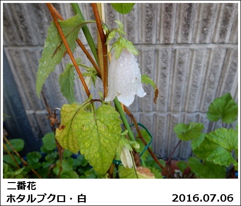 二番花_e0033229_18312970.jpg