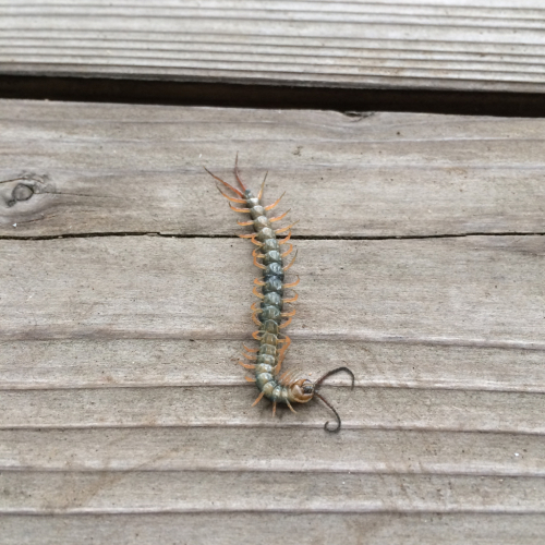 ハガチ てんとう虫通信