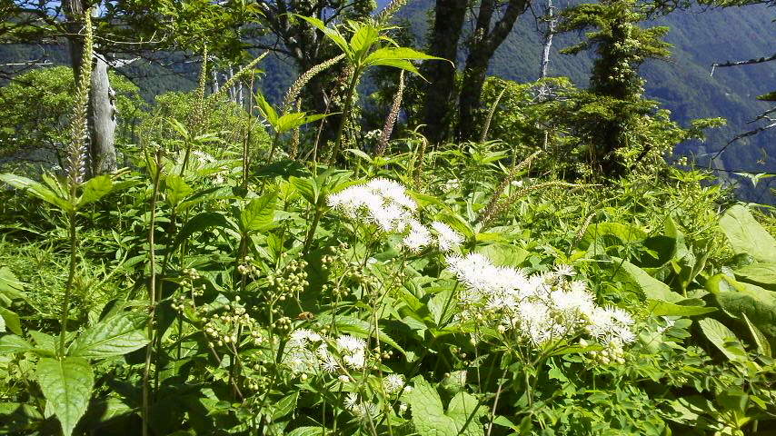 7月6日 快晴。朝の気温12℃。夏の花が増えました。_c0089831_22242784.jpg