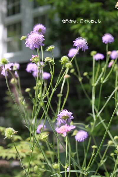 クナウティア アルベンシス 穏やかな 日々の暮らし